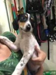 Snoopy
