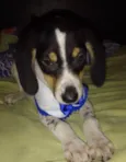 Snoopy