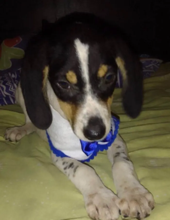 Cachorro ra a Srd idade 2 a 6 meses nome Snoopy