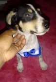 Snoopy
