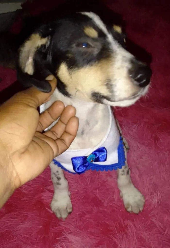 Cachorro ra a Srd idade 2 a 6 meses nome Snoopy
