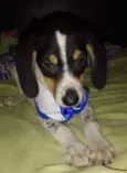 Snoopy
