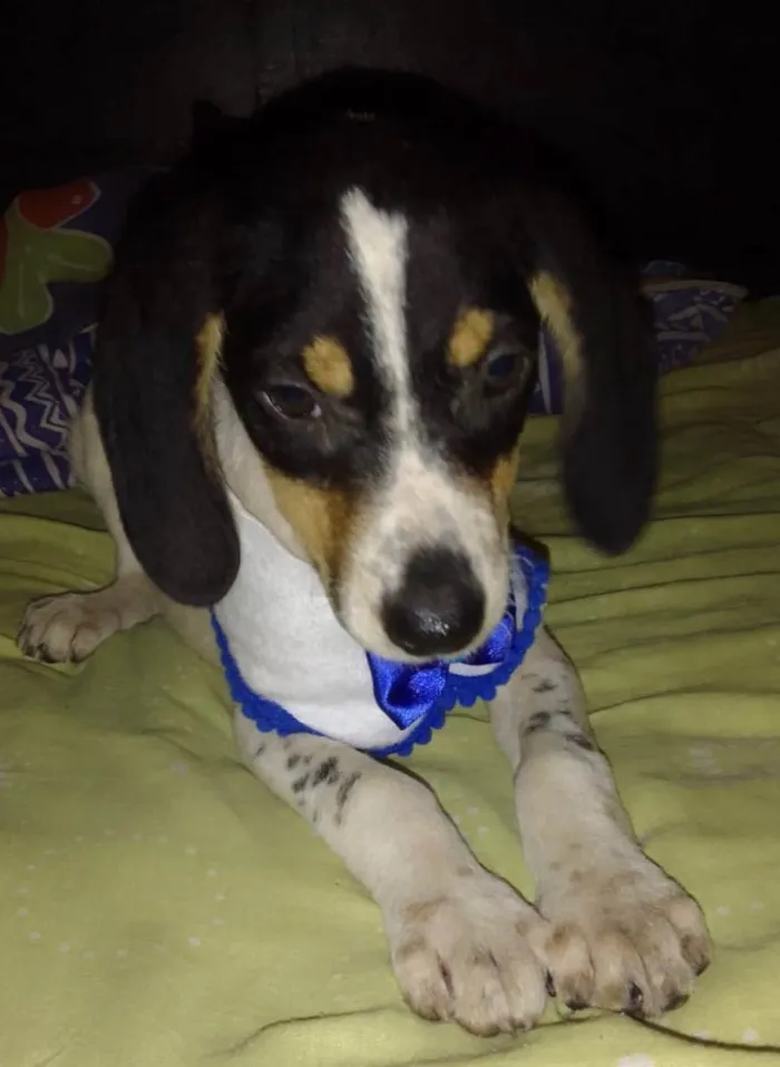 Cachorro ra a Srd idade 2 a 6 meses nome Snoopy