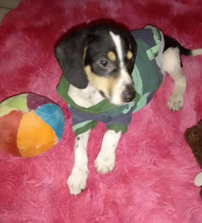 Cachorro ra a Srd idade 2 a 6 meses nome Snoopy