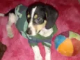 Snoopy