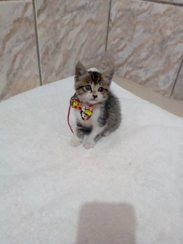 Gato raça SRD idade Abaixo de 2 meses nome Fred