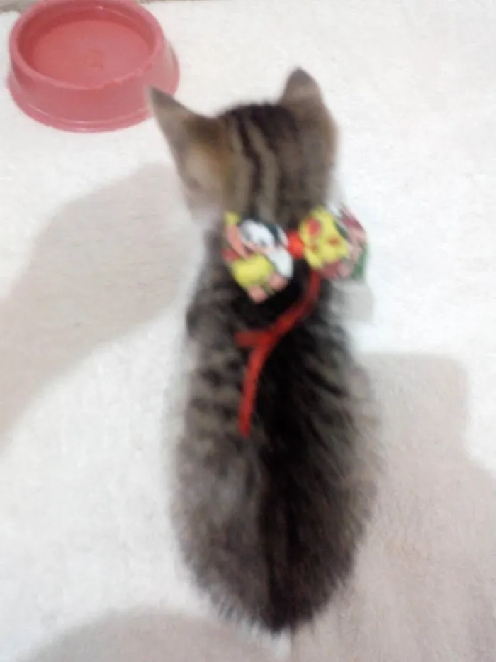 Gato raça SRD idade Abaixo de 2 meses nome Fred