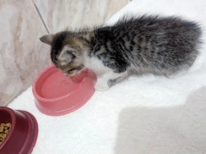 Gato raça SRD idade Abaixo de 2 meses nome Fred