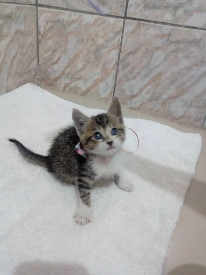 Gato raça SRD idade Abaixo de 2 meses nome Fred