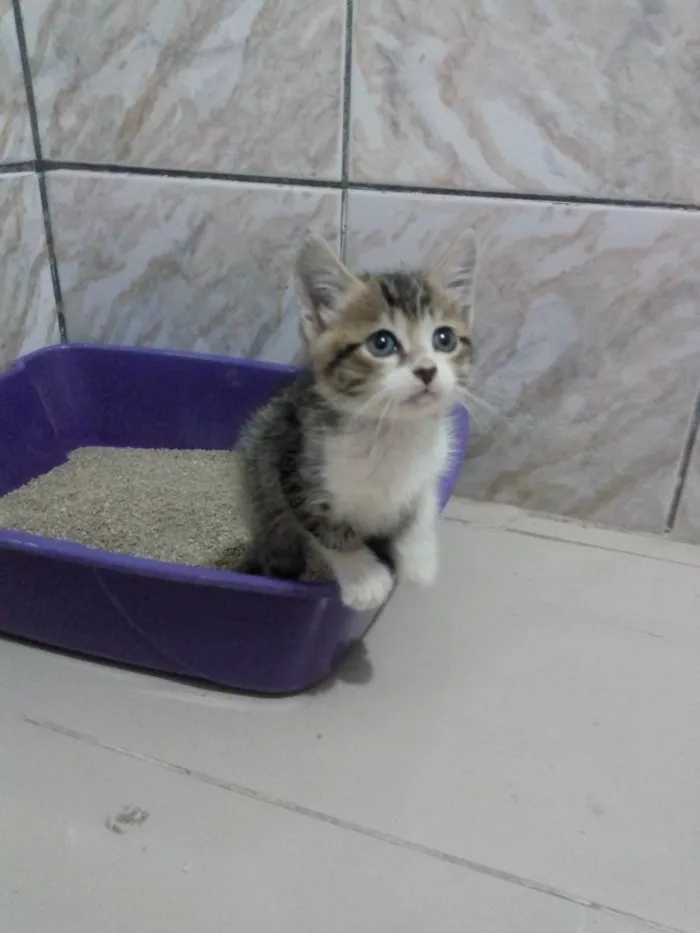 Gato raça SRD idade Abaixo de 2 meses nome Fred