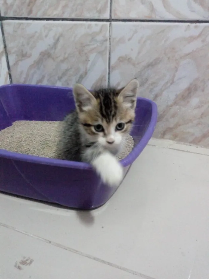 Gato raça SRD idade Abaixo de 2 meses nome Fred