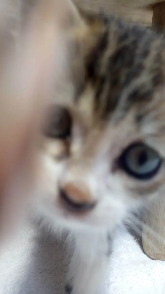 Gato raça SRD idade Abaixo de 2 meses nome Fred