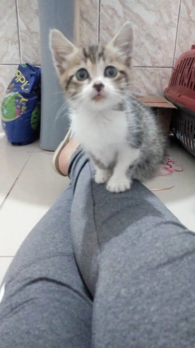 Gato raça SRD idade Abaixo de 2 meses nome Fred