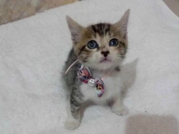 Gato raça SRD idade Abaixo de 2 meses nome Fred