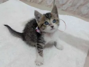 Gato raça SRD idade Abaixo de 2 meses nome Fred