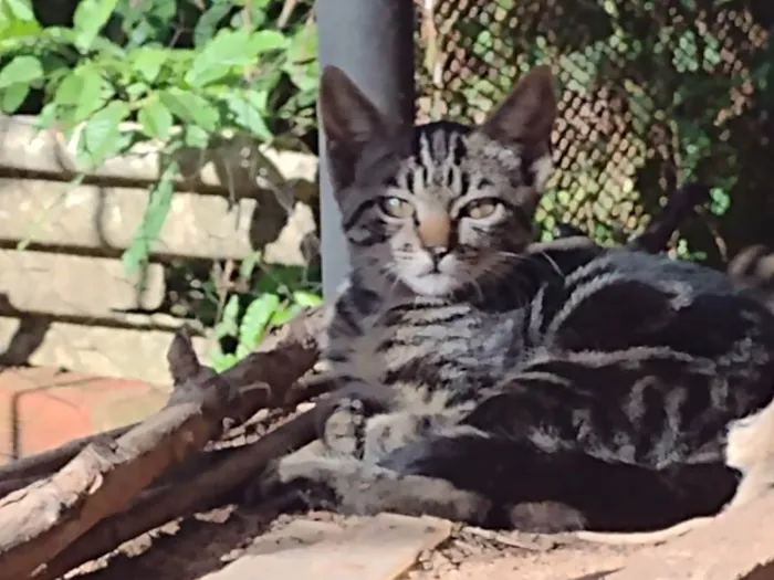 Gato ra a sem raça  idade 2 a 6 meses nome filhotes