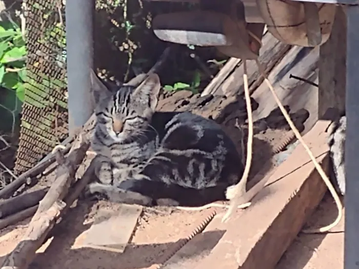 Gato ra a sem raça  idade 2 a 6 meses nome filhotes