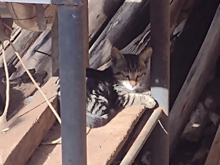 Gato ra a sem raça  idade 2 a 6 meses nome filhotes