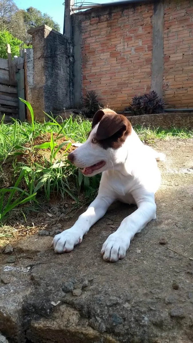 Cachorro ra a Mestiça com pitbull idade 7 a 11 meses nome Luna