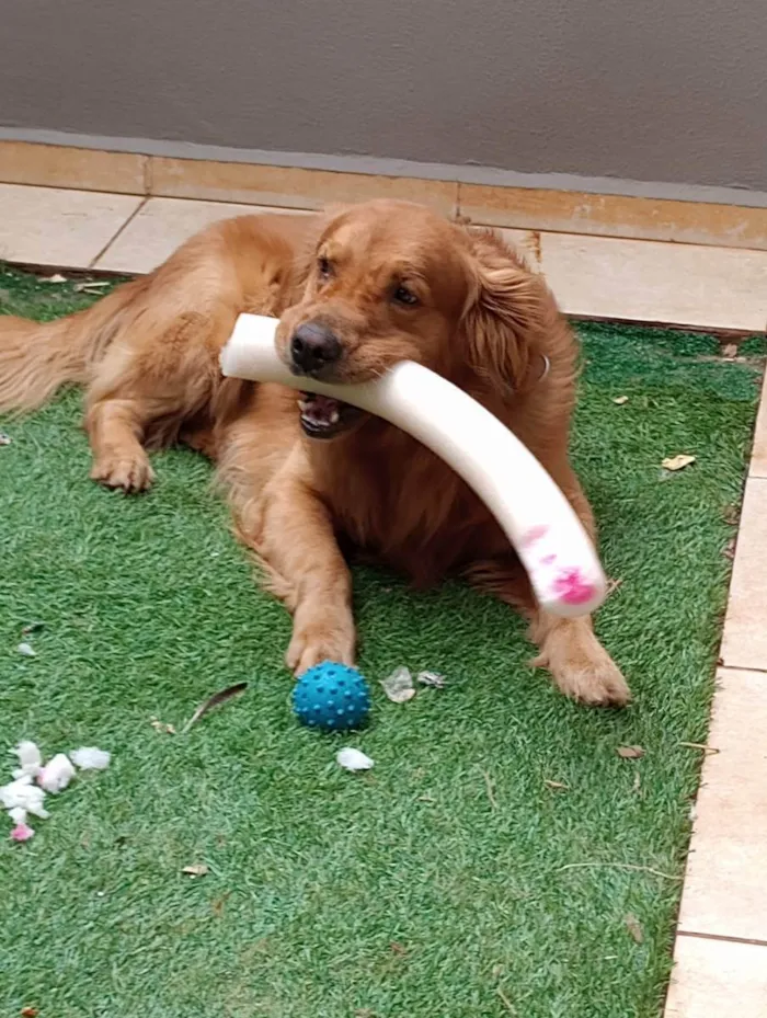 Cachorro ra a Golden  idade 4 anos nome Golden macho 