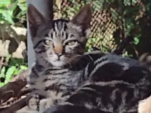 Gato raça sem raça  idade 2 a 6 meses nome filhotes