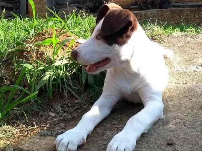 Cachorro ra a Mestiça com pitbull idade 7 a 11 meses nome Luna