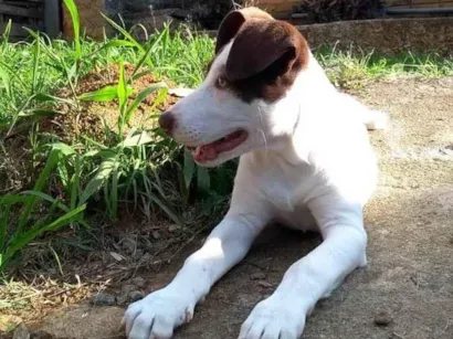 Cachorro raça Mestiça com pitbull idade 7 a 11 meses nome Luna