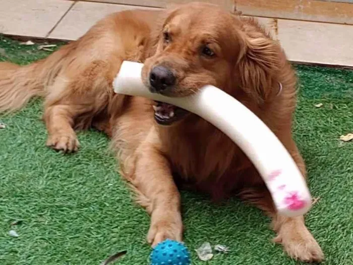 Cachorro ra a Golden  idade 4 anos nome Golden macho 
