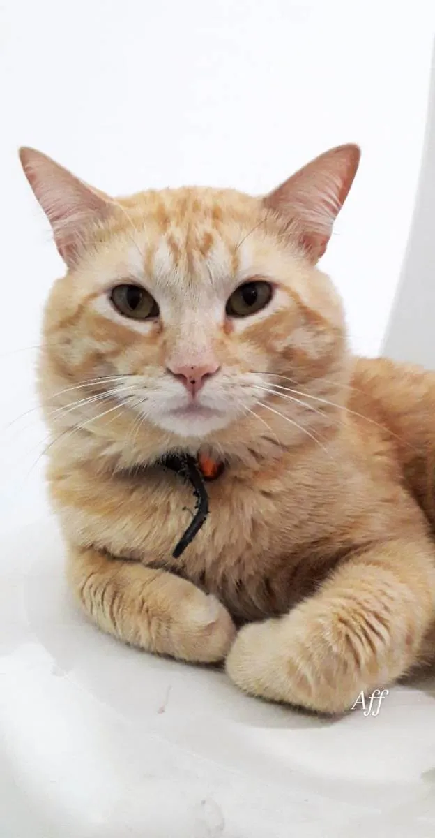 Gato ra a SR idade 3 anos nome Mimo