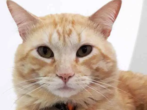 Gato ra a SR idade 3 anos nome Mimo