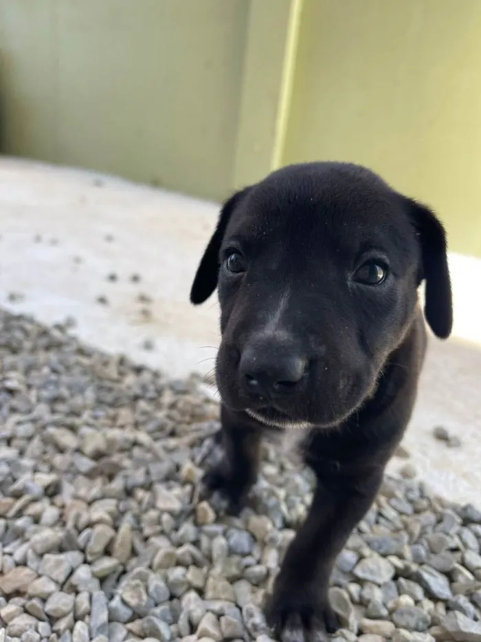 Cachorro ra a Vira Lata idade Abaixo de 2 meses nome Sem Nome