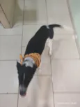 Zeca
