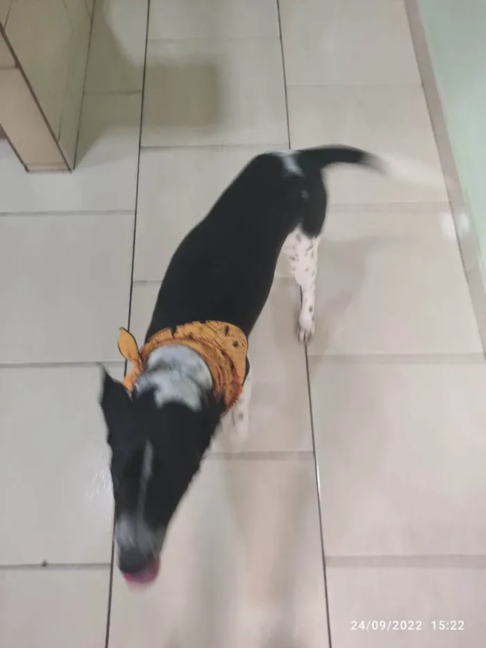 Cachorro raça sem raça definida idade 7 a 11 meses nome Zeca