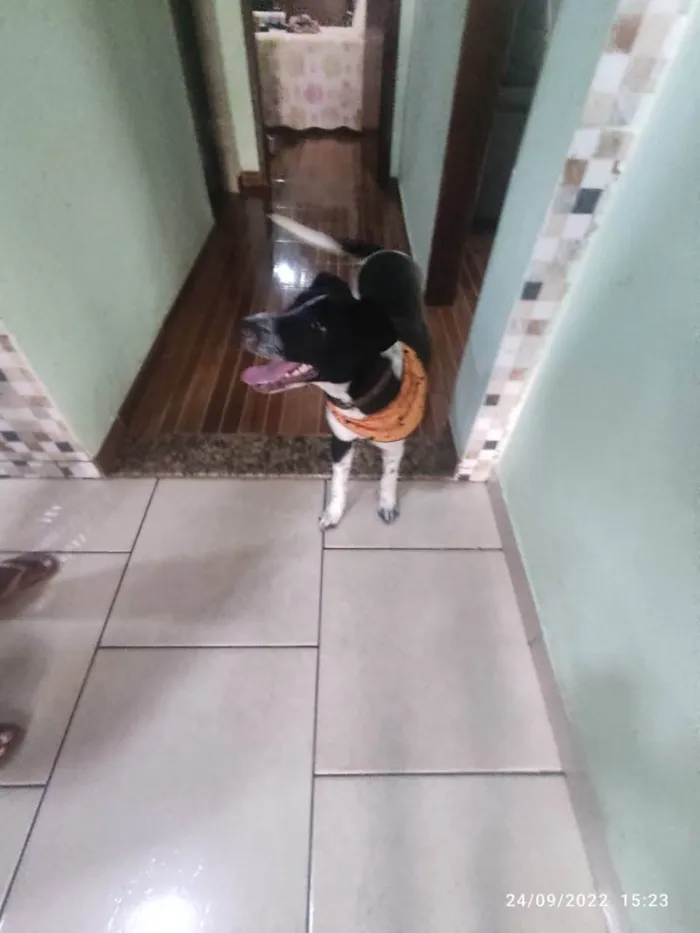 Cachorro raça sem raça definida idade 7 a 11 meses nome Zeca