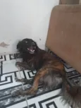 Tolby