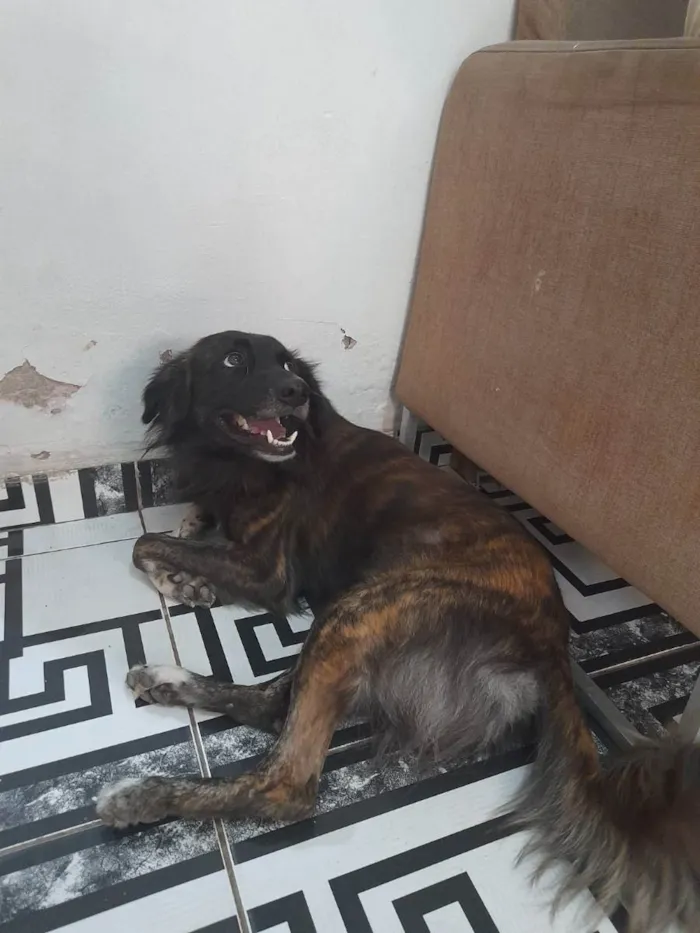 Cachorro raça Vira lata  idade 7 a 11 meses nome Tolby
