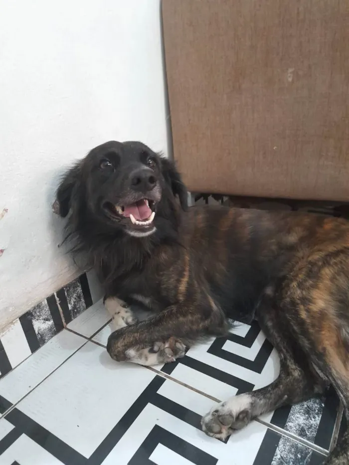 Cachorro raça Vira lata  idade 7 a 11 meses nome Tolby
