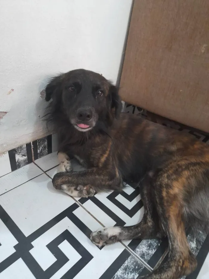 Cachorro raça Vira lata  idade 7 a 11 meses nome Tolby