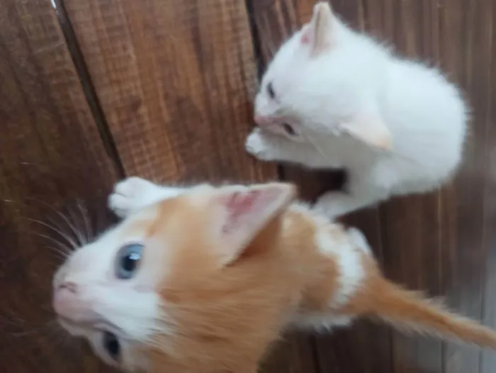 Gato ra a Peludinhos idade Abaixo de 2 meses nome Beludo