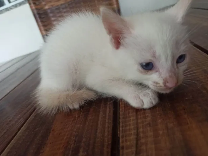 Gato ra a Peludinhos idade Abaixo de 2 meses nome Beludo