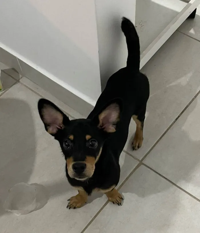 Cachorro raça Vira Lata idade 2 a 6 meses nome Chocolate