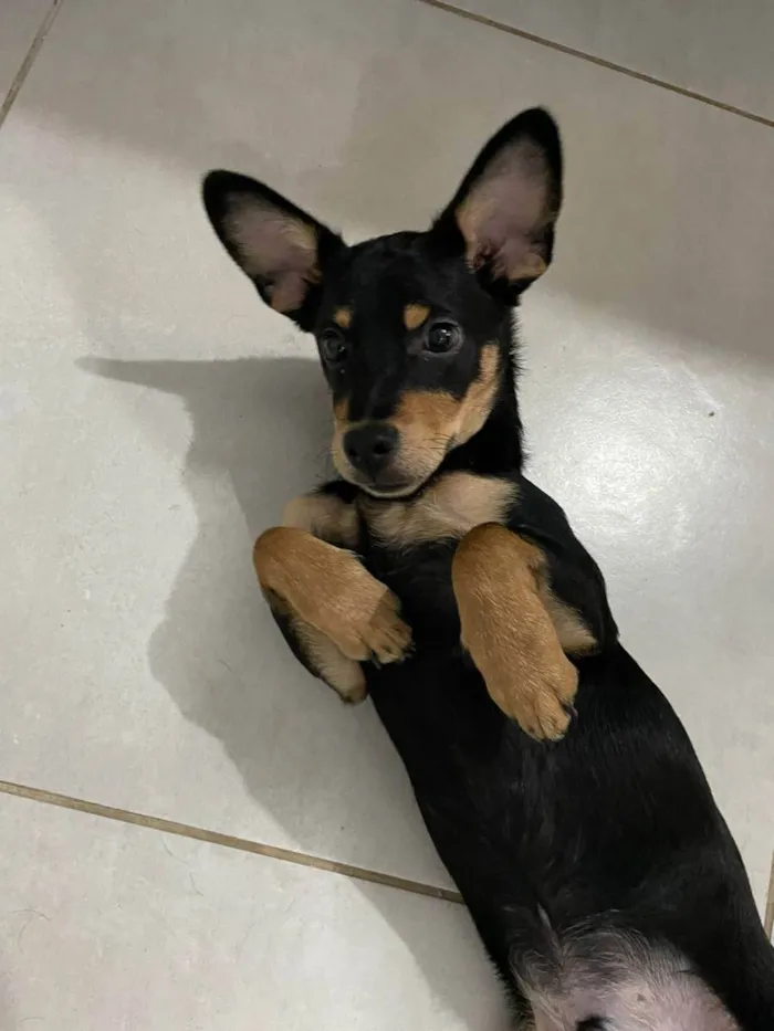 Cachorro raça Vira Lata idade 2 a 6 meses nome Chocolate
