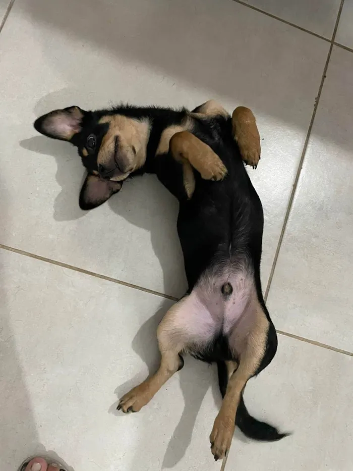 Cachorro raça Vira Lata idade 2 a 6 meses nome Chocolate