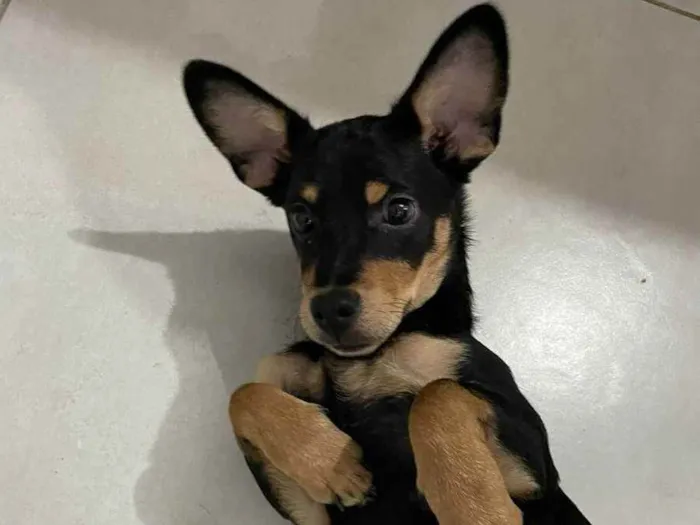 Cachorro raça Vira Lata idade 2 a 6 meses nome Chocolate