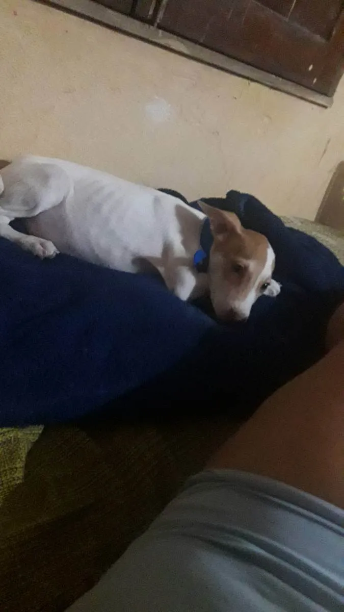 Cachorro ra a Vira lata idade 2 a 6 meses nome Príncipe 