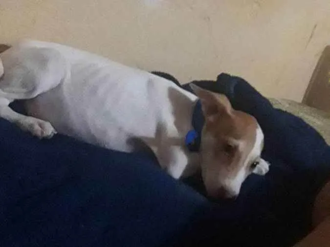 Cachorro ra a Vira lata idade 2 a 6 meses nome Príncipe 