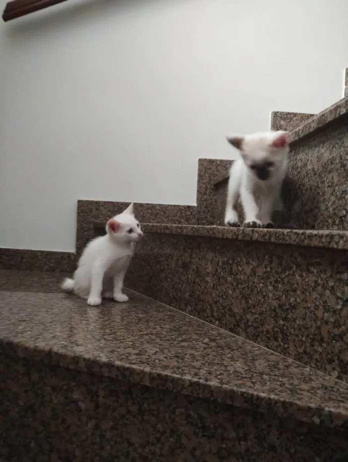 Gato raça SRD idade Abaixo de 2 meses nome Yuki