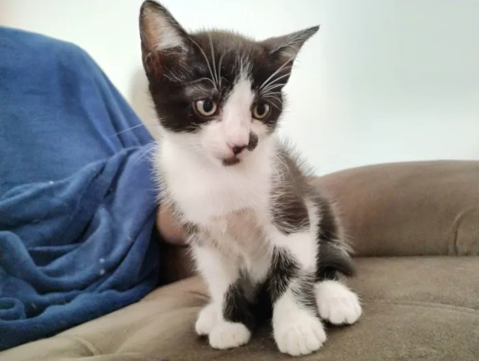 Gato raça SRD idade Abaixo de 2 meses nome Pan