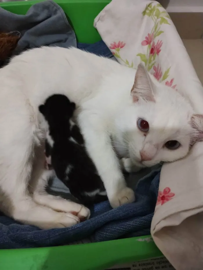 Gato raça SRD idade Abaixo de 2 meses nome Pan