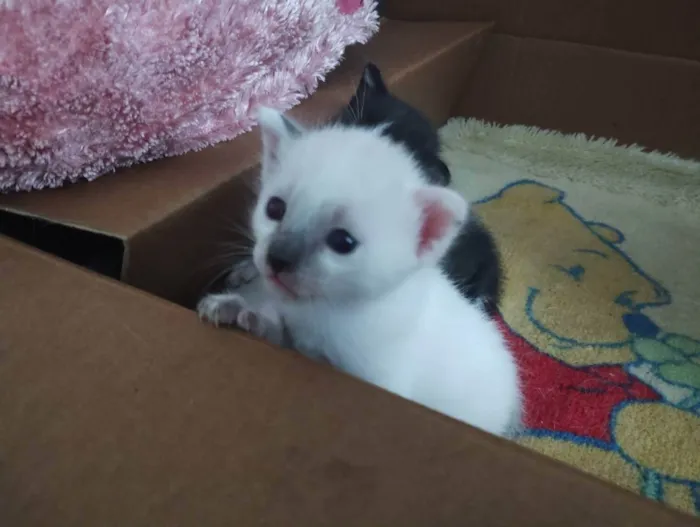 Gato raça SRD idade Abaixo de 2 meses nome Mick